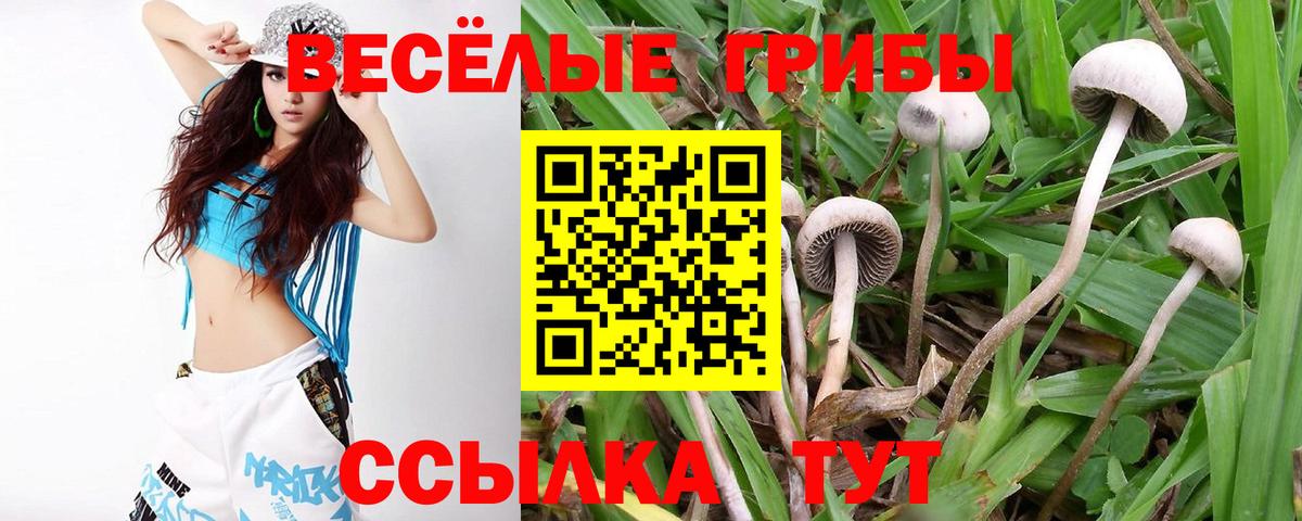 Псилоцибиновые грибы Cubensis Краснознаменск
